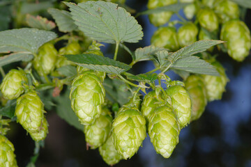Hopfen,  Hopfentrieb,   Dolden,  Doldenentwicklung