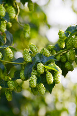 Hopfen, Doldenentwicklung