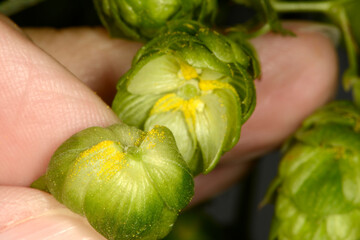 Hopfen, reife Hopfendolden