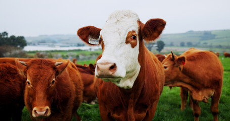 Environment, portrait or cattle in field for agriculture, conservation or sustainable farming with...