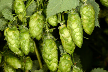 Fototapeta premium Hopfen, Hopfentrieb, Dolden, Doldenentwicklung