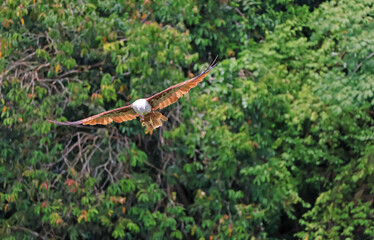 Closeup of a Brahminy Kite also Known as Red Hawk in Thailand Foraging near the Mangrove Forest in Trat Province, Thailand