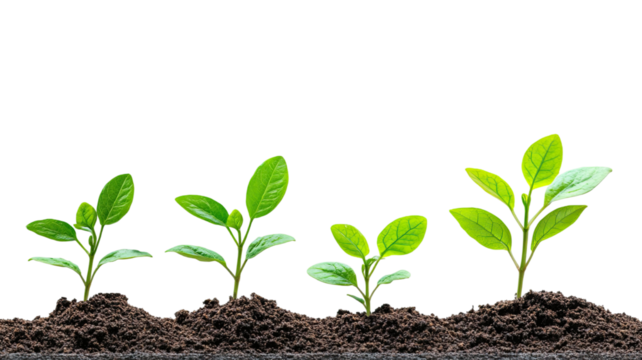 Young plant sprouting from soil with fresh green leaves showing new growth and natural life concept isolated on white background