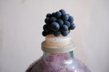Fermentation of Homemade Wine. Bunch of purple grapes. Swarming of fruit flies (Drosophila) around the Airlock. Shallow depth of field. 