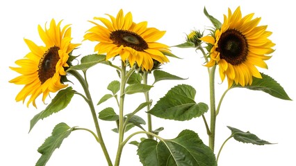 Fototapeta premium Three sunflower flowers with stems and leaves isolated on a white background,sunflower, flower, nature, yellow, sun, isolated, white, plant, summer, agriculture, petal, garden, flora, single, beauty, 