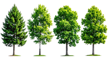 Four trees displaying different shapes and foliage types