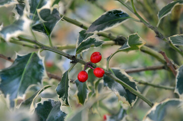 Ilex aquifolium 'Argentea Marginata 'holly berry shrub .Closeup branch with red berries and thorn leaves.Nature, winter berries, planting Christmas holiday symbol -red holly berries shrubs.