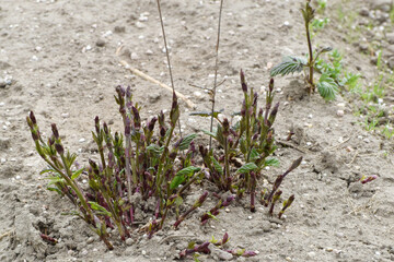 Hopfen, Humulus lupulus L. , Austrieb