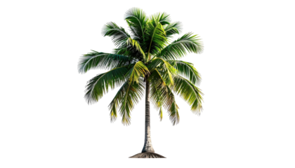 Isolated coconut palm tree with leafy fronds, against black