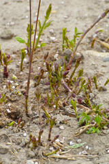 Hopfen, Humulus lupulus L. , Austrieb