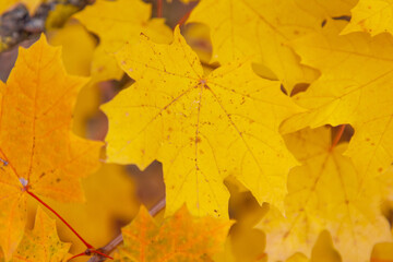 A close up of a yellow leaf with a brown spot