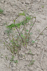 Hopfen, Humulus lupulus L. , Austrieb