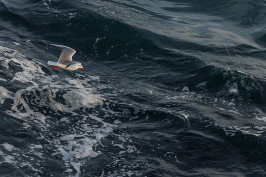closu-up view of a seagull flying on the wavy sea 