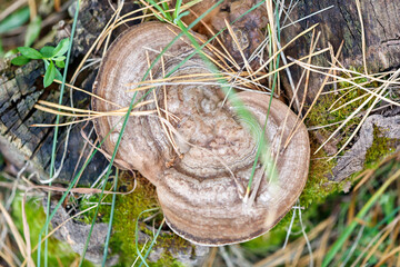 A mushroom is on a log
