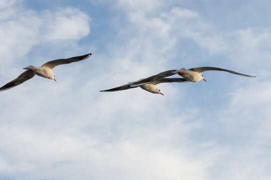 closu-up view of seagulls under the blue sky background while flying