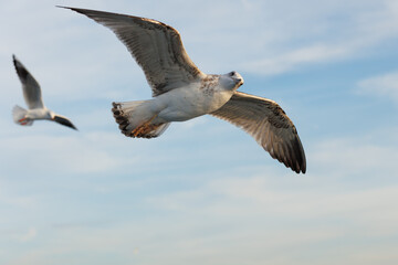 closu-up view of a seagull under the blue sky background while flying
