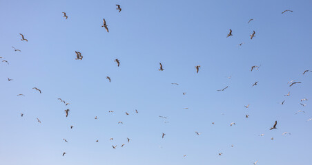A flock of birds flying in the sky