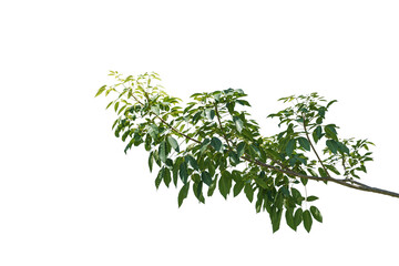 branch leaves or green leaf isolated. Tree Leaf Frame