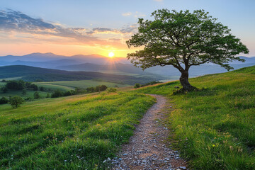 Obraz premium Path through grassy hill under a sunset sky leading to a lone tree.