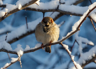Fototapeta premium A small bird is sitting on a branch covered in snow