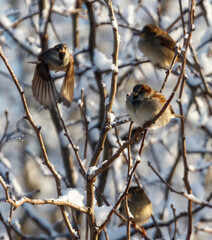 Four birds are sitting on a tree branch