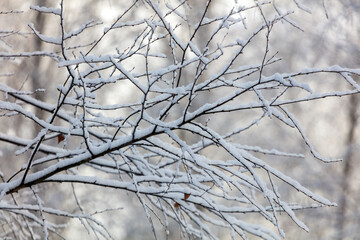 A tree branch covered in snow