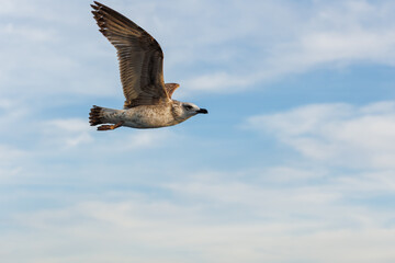 closu-up view of a seagull under the blue sky background while flying