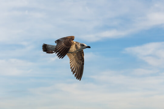 closu-up view of a seagull under the blue sky background while flying