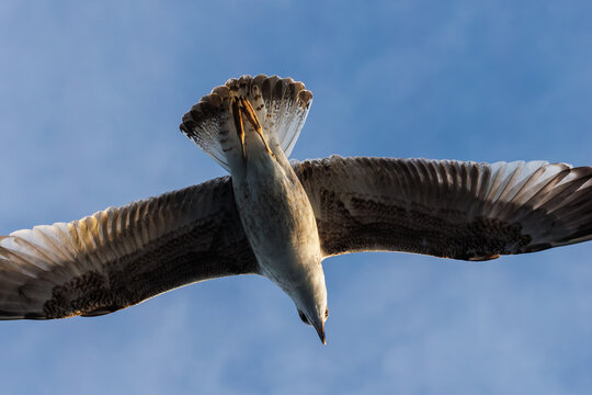 closu-up view of a seagull under the blue sky background while flying