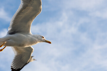 closu-up view of a seagull under the blue sky background while flying