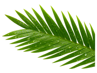 Tropical palm leaf isolated on transparent background, ideal for summer, vacation, or botanical themes..