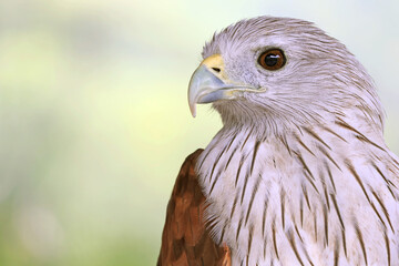 Closeup of a Beautiful Brahminy Kite or Red-backed Sea Eagle, a red hawk found along coastal areas and mangrove forest in Thailand