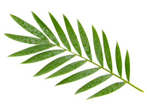 Tropical palm leaf isolated on transparent background, ideal for summer, vacation, or botanical themes..