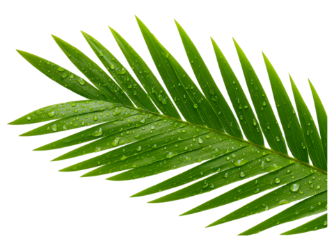Tropical palm leaf isolated on transparent background, ideal for summer, vacation, or botanical themes.. - Powered by Adobe