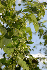 Hopfen, Hopfenblüte, Hopfentrieb