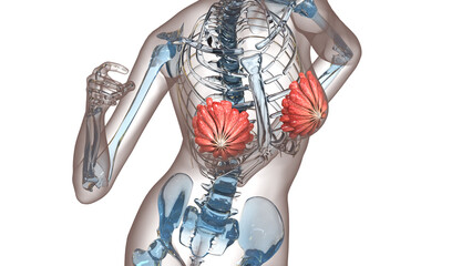 Female Internal Organs Mammary Glands Anatomy