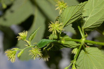 Hopfen, Hopfenblüte, Hopfentrieb