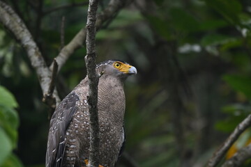 森に潜むカンムリワシ