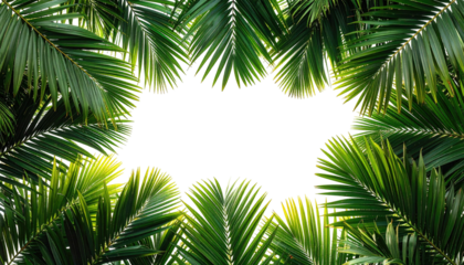 Lush green palm leaves frame a dark, amorphous central space