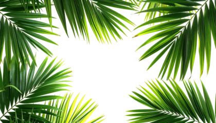 Vivid green palm fronds border a stark, black central void