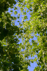 Hopfen, Hopfenbl&uuml;te