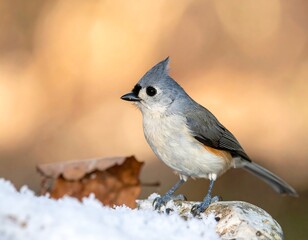 A small bird with a crest sits on a rock with snow