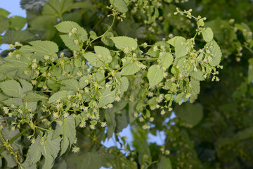 Hopfen, Hopfenbl&uuml;te, Hopfentrieb