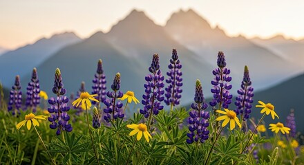 Purple Lupine and Yellow Flowers Bloom in Mountain Meadow at Sunrise.