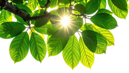 Sun shines through green leaves, a branch, and black background