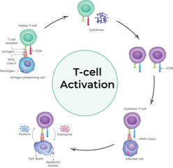 T-Cell Activation Process in the Immune System Design Vector