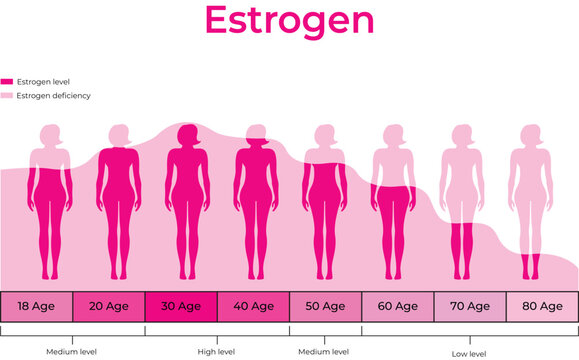 Female Estrogen Levels Across Different Age Groups Infographic
