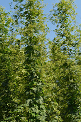 Hopfen, Hopfenblüte