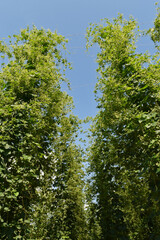 Hopfen, Hopfenblüte