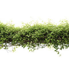 Obraz premium Green climbing plant on black background vine leaves foliage nature isolated creeper wall garden botany growth tropical decoration